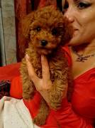 BARBONCINI TOY RED