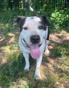 ARGO simil amstaff: vogliamo la sua rinascita ARGO simil amstaff: vogliamo la sua rinascita