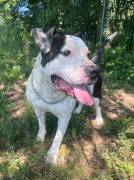 ARGO simil amstaff: vogliamo la sua rinascita ARGO simil amstaff: vogliamo la sua rinascita