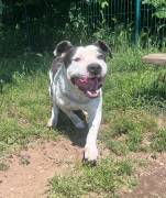ARGO simil amstaff: vogliamo la sua rinascita ARGO simil amstaff: vogliamo la sua rinascita