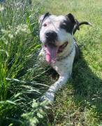 ARGO simil amstaff: vogliamo la sua rinascita ARGO simil amstaff: vogliamo la sua rinascita