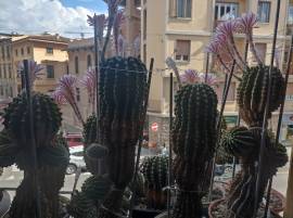 Cactus Equinopsis multi Fiori grandi e profumati ! Cactus Equinopsis multi Fiori grandi e profumati !
