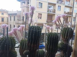 Cactus Equinopsis multi Fiori continui e profumati !