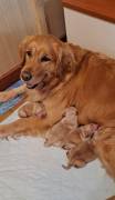 Splendidi golden Retriever Angloamericani
