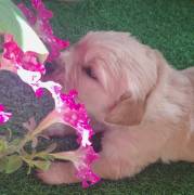 Splendidi golden Retriever Angloamericani