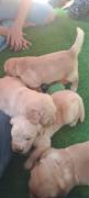 Splendidi golden Retriever Angloamericani