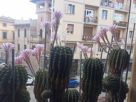 Cactus Equinopsis multi Fiori continui e profumati !