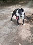 Zeus mix pitbull in adozione