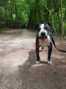 Zeus mix pitbull in adozione