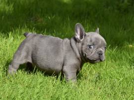 Cuccioli di bulldog francese