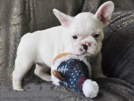 Cuccioli di bulldog francese