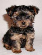 Vendita cucciolo yorkshire terrier 