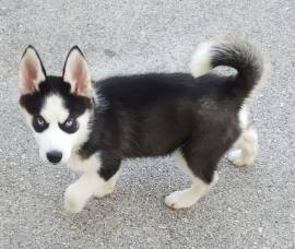 Cucciola di Husky