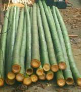 Vendo canne di bambù bambu con diametro da 1 cm. fino a 10 cm. 