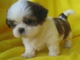 Cuccioli shih tzu vaccinati per nuove case