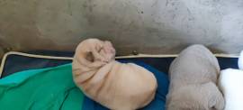 Cuccioli di Sharpei colorati alta genealogia 
