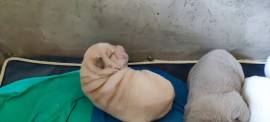 Cuccioli di Sharpei colorati alta genealogia 