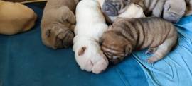 Cuccioli di Sharpei colorati alta genealogia 