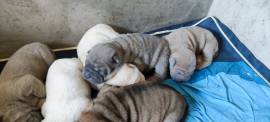 Cuccioli di Sharpei colorati alta genealogia 