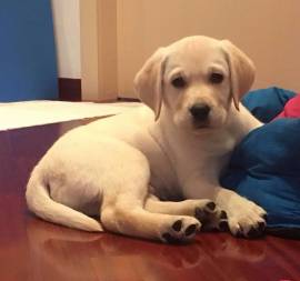 LABRADOR RETRIEVER CUCCIOLI