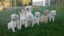 LABRADOR RETRIEVER CUCCIOLI