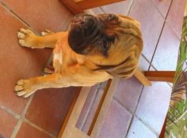 Cuccioli di Bullmastiff 