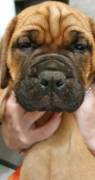 Cuccioli di Bullmastiff 