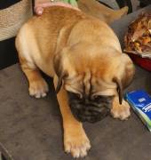 Cuccioli di Bullmastiff 