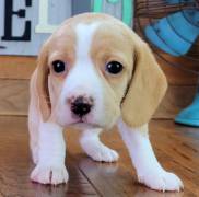 Cuccioli di Beagle di 11 settimane in adozione