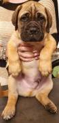 Cuccioli di Bullmastiff 