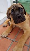 Cuccioli di Bullmastiff 