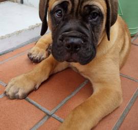 Cuccioli di Bullmastiff 