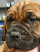 Cuccioli di Bullmastiff 