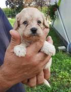 Cuccioli di Maltese