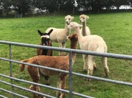 Allevamento di femmine di alpaca