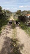 cuccioli border collie