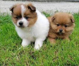 piccoli cuccioli di Pomerania in vendita