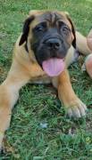 Cuccioli di Bullmastiff 