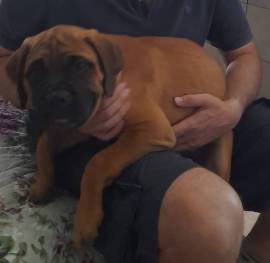 Cuccioli di Bullmastiff 