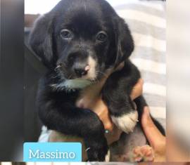 MASSIMO, CUCCIOLO SPLENDIDO SOGNA UNA FAMIGLIA