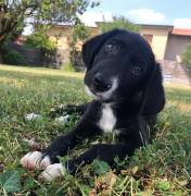 MASSIMO, CUCCIOLO SPLENDIDO SOGNA UNA FAMIGLIA