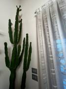 Vendo pianta grassa (cactus)