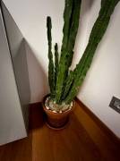 Vendo pianta grassa (cactus)
