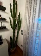 Vendo pianta grassa (cactus)