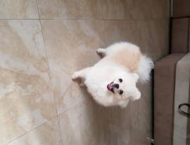 Spitz Pomerania cucciolo