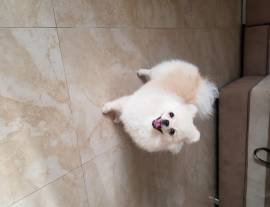 Spitz Pomerania cucciolo