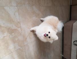 Spitz Pomerania cucciolo