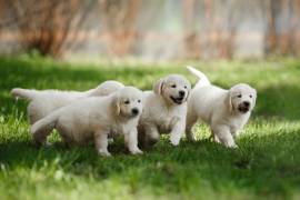 Disponibili cuccioli di Golden Retriever maschio e femmina
