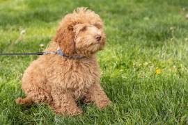 Bellissimi cuccioli di barboncini toy rossi