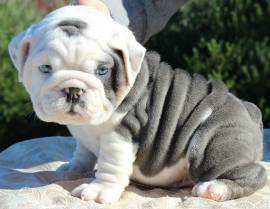 Sono disponibili splendidi cuccioli di bulldog inglese.